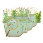 Illustration pour un panneau didactique sur la mare