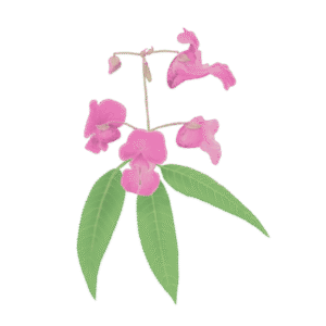 Zoom sur une invasive : la Balsamine de l'Himalaya