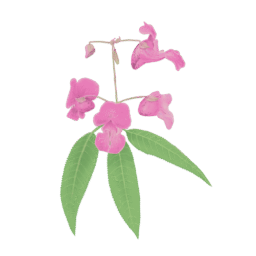 Zoom sur une invasive : la Balsamine de l'Himalaya