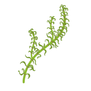 Zoom sur une invasive : l'Élodée de Nuttall