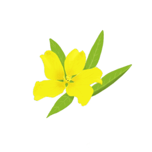 Zoom sur une invasive : la Jussie rampante