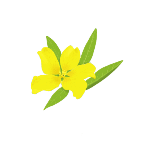 Zoom sur une invasive : la Jussie rampante