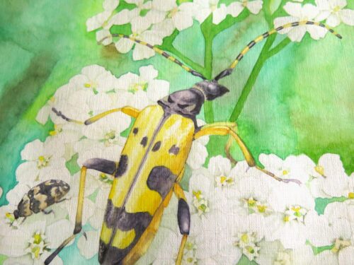 Un festin d'Achillée