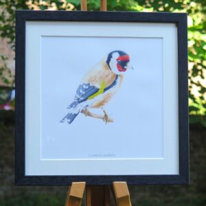 Chardonneret élégant