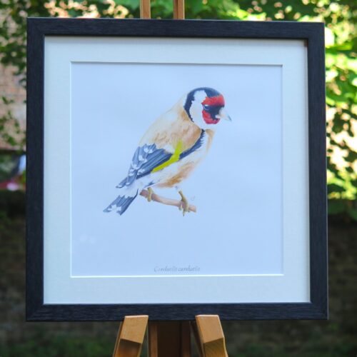 Chardonneret élégant