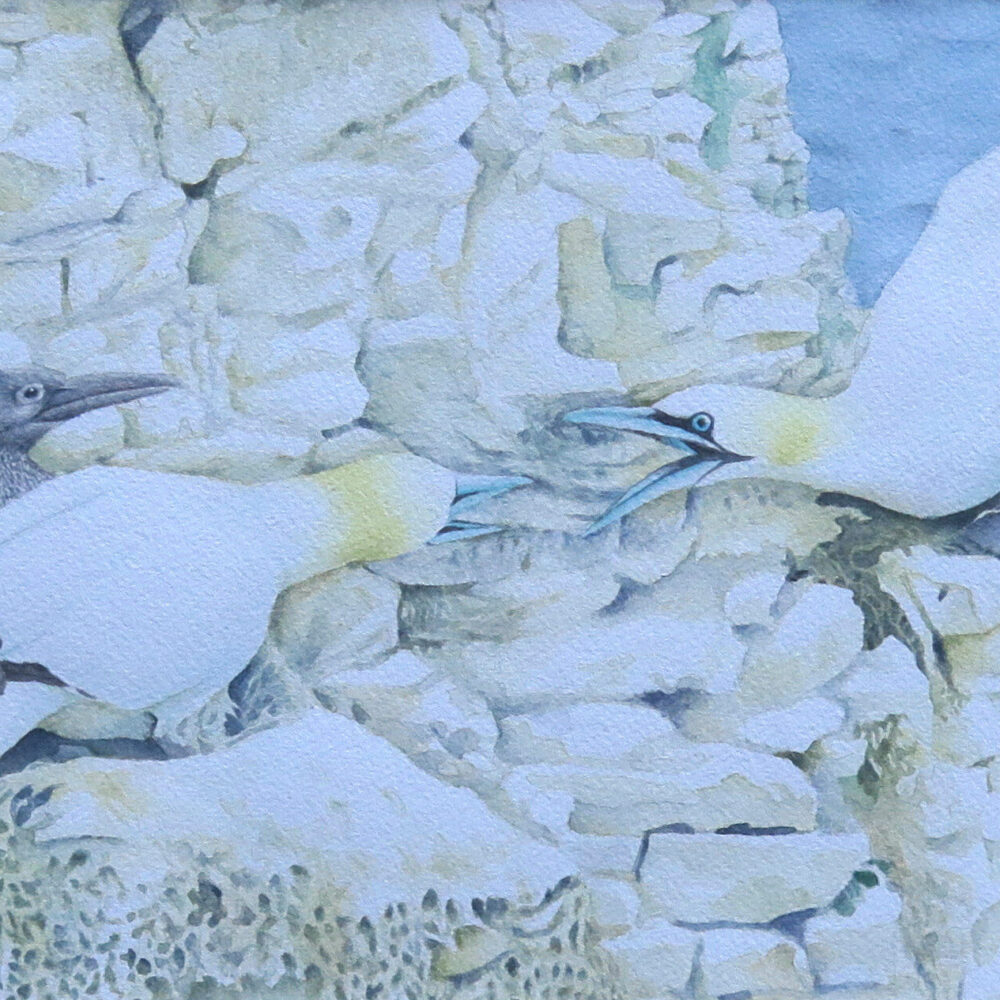 Détail de la peintre Fous de Bassan Fous de Bassan