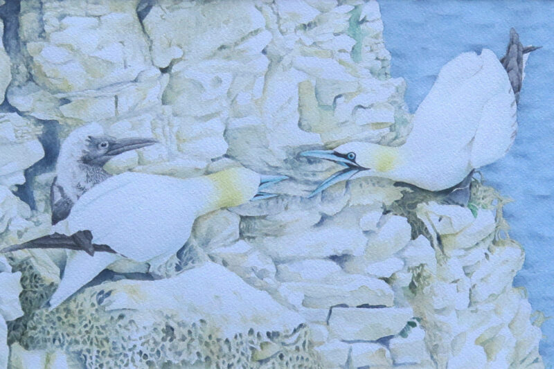 Détail de la peintre Fous de Bassan Fous de Bassan