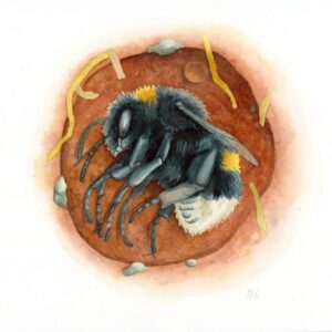 Carte de voeux hivernale - Bourdon terrestre