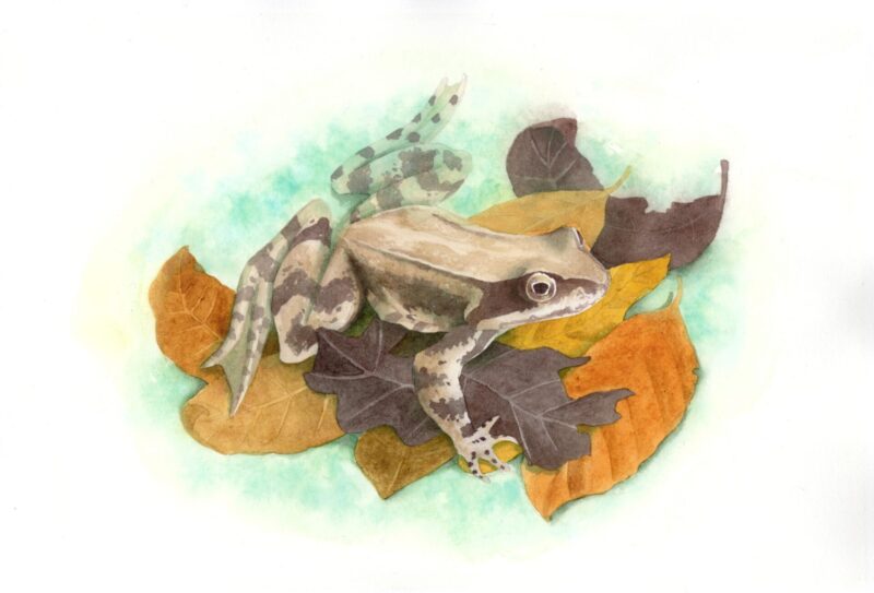 Grenouille rousse
