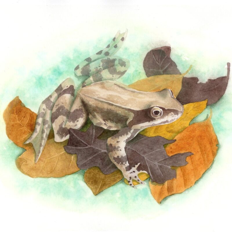 Carte hivernale - grenouille rousse 2 Carte de voeux hivernale - Grenouille rousse