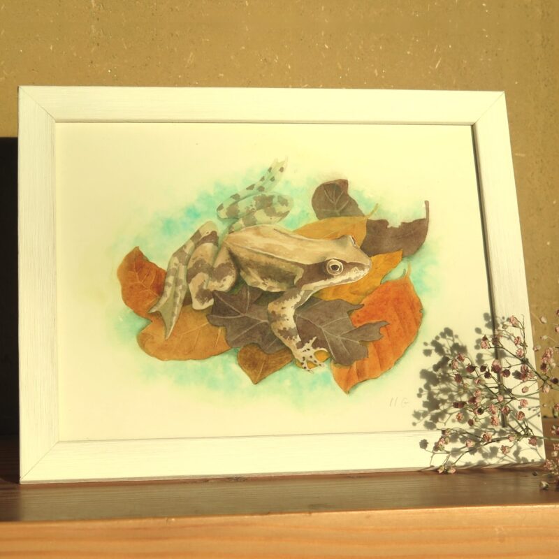 peinture grenouille Grenouille rousse
