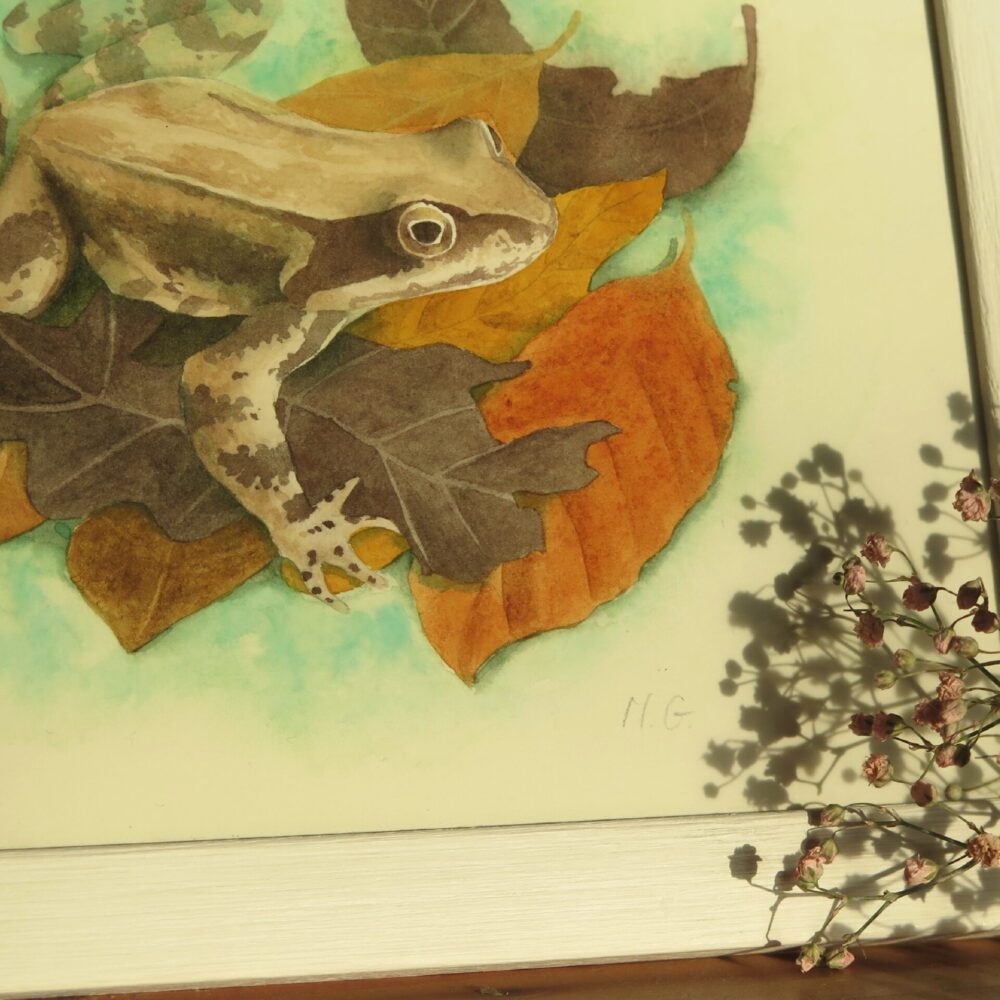 zoom grenouille Grenouille rousse