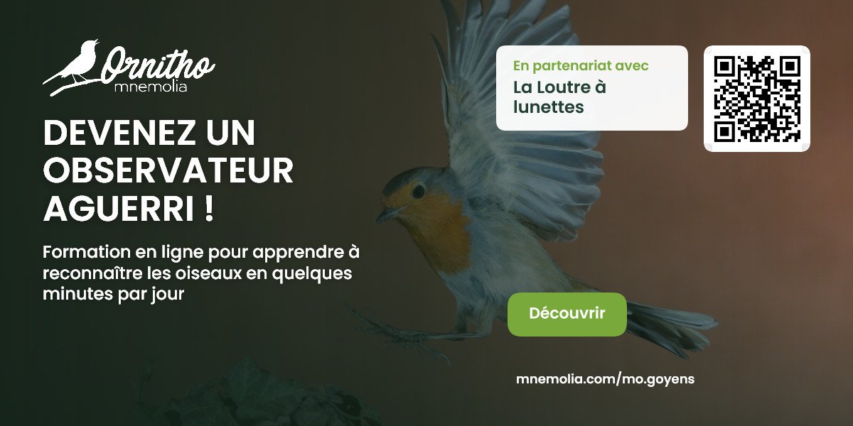 asset-ornitho-banner