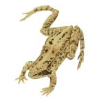 Illustration d'une Grenouille rousse