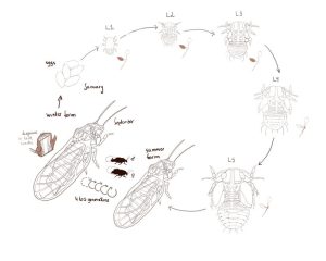 troisième étape du processus de réalisation