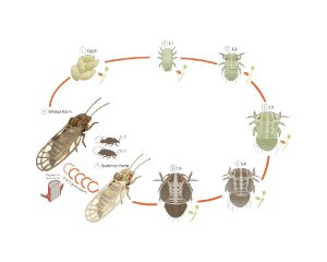 cycle de vie du psylle Cacopsylla pyri