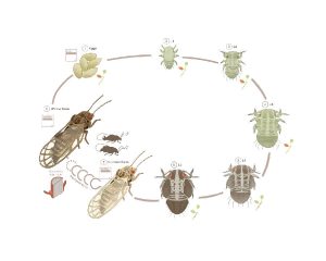 quatrième étape du processus de réalisation