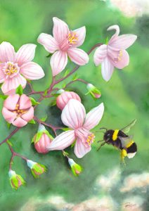 Bourdon sur Deudzia crenata